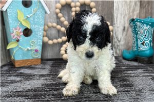 Axel - puppy for sale