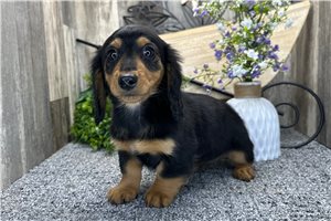 Crystal - Dachshund, Mini for sale