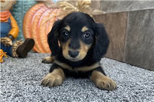 Tango - Dachshund, Mini, placed in South Bend / Michiana