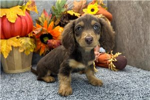 Tonya - Mini Dachshund for sale