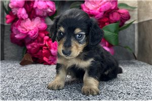 Tuck - Dachshund, Mini for sale