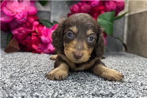 Tonya - puppy for sale