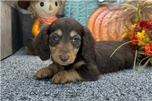 Tonya - Mini Dachshund for sale