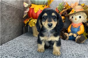 Tuck - Mini Dachshund for sale