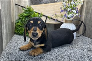 Cecelia - Dachshund, Mini for sale