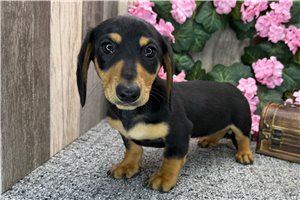 Cecelia - Dachshund, Mini for sale