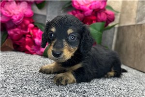 Tango - puppy for sale