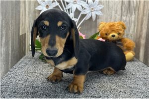Cecelia - Dachshund, Mini for sale