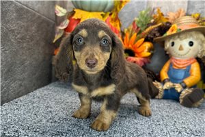 Tonya - Mini Dachshund for sale