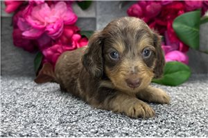 Trevor - puppy for sale
