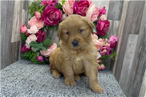 Bart - Golden Retriever for sale