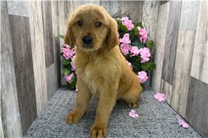 Carter - Golden Retriever for sale