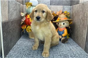Happy - Golden Retriever for sale