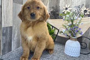 Camila - puppy for sale