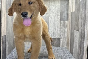 Ruth - puppy for sale