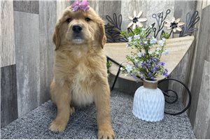 Reign - Golden Retriever for sale