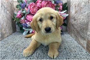 Barbie - Golden Retriever for sale