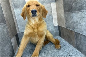 Bitsy - Golden Retriever for sale