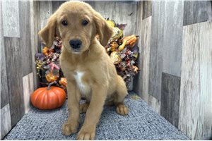 Timon - puppy for sale