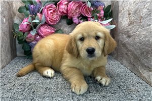 Baylee - Golden Retriever for sale