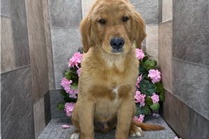 Donald - Golden Retriever for sale