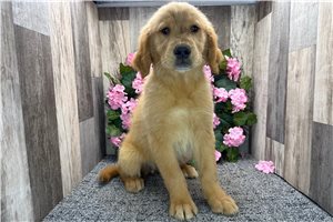 Ruby - Golden Retriever for sale
