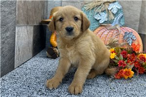 Haley - Golden Retriever for sale