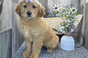 Blair - puppy for sale