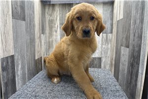 Carter - Golden Retriever for sale