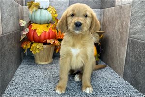 Hans - Golden Retriever for sale