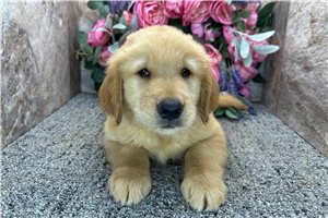 Biscuit - Golden Retriever for sale