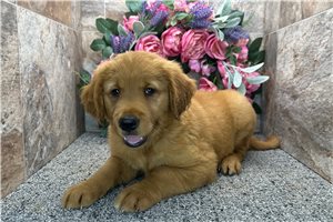 Bart - Golden Retriever for sale