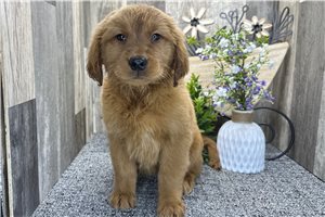 Charlotte - Golden Retriever for sale