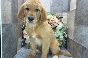 Donald - Golden Retriever for sale