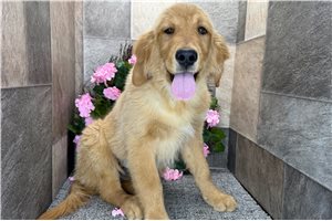 Benny - Golden Retriever for sale