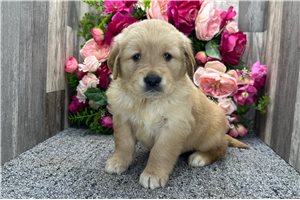 Baylee - puppy for sale