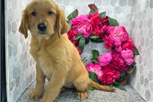 Bell - Golden Retriever for sale
