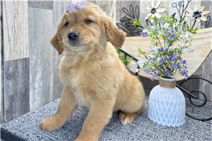 Ruth - Golden Retriever for sale