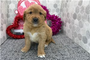 Rose - puppy for sale