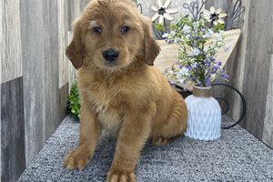 Clara - puppy for sale