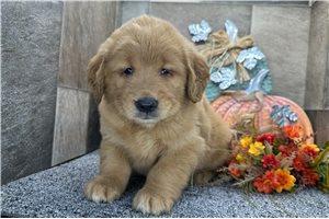 Francis - puppy for sale