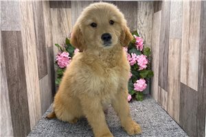 Blair - Golden Retriever for sale