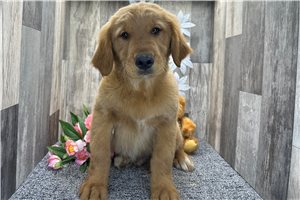 Donald - Golden Retriever for sale