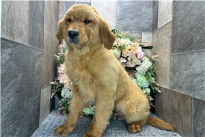 Bitsy - Golden Retriever for sale