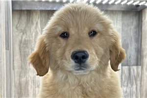 Blair - Golden Retriever for sale
