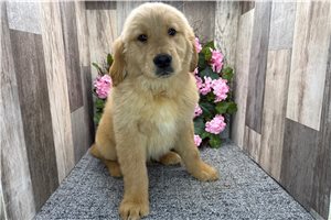 Benny - Golden Retriever for sale