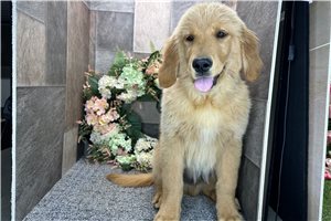 Benny - Golden Retriever for sale