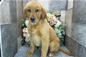 Carter - Golden Retriever for sale