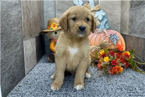 Hans - puppy for sale