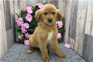Riley - Golden Retriever for sale